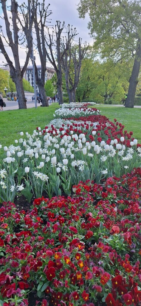 Flores Riga